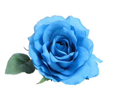 Blue Rose PNG image Transparente