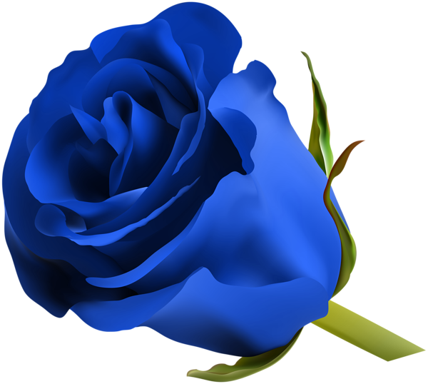 Blue Pic rose PNG