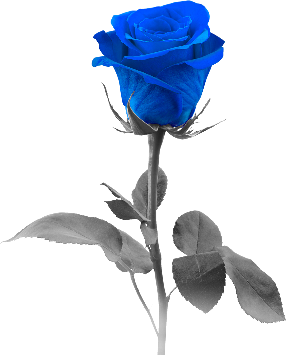 Blauw roos PNG Foto