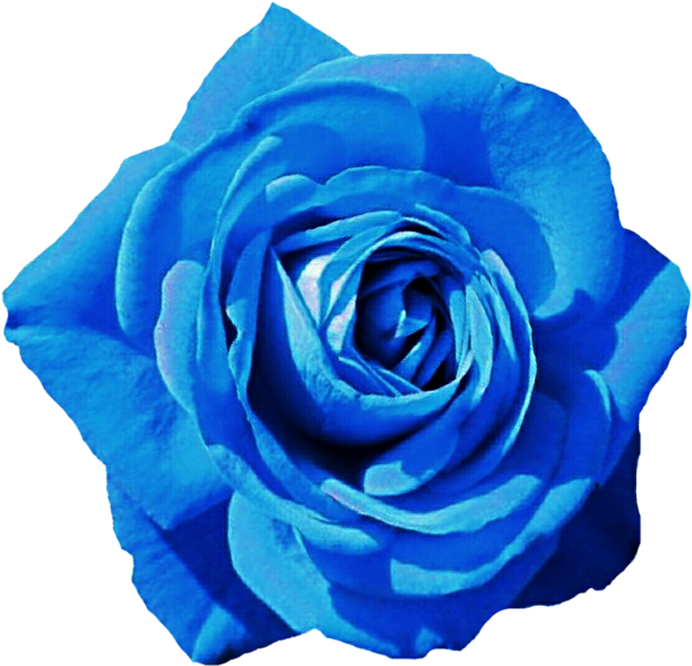 Imagen Transparente de PNG de rosa azul