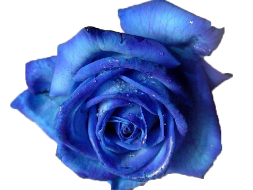 Blue Rose Transparent Background PNG