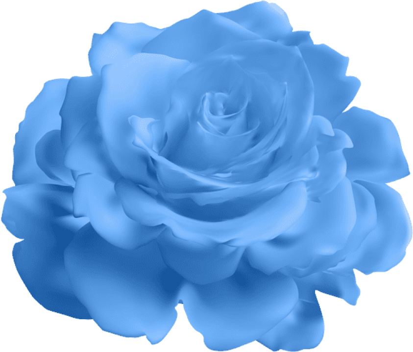 Blauw roos Transparante Afbeeldingen