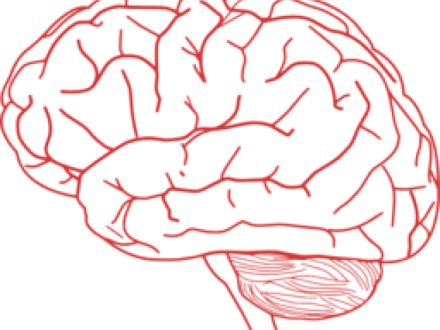 Brain Outline Free PNG Image