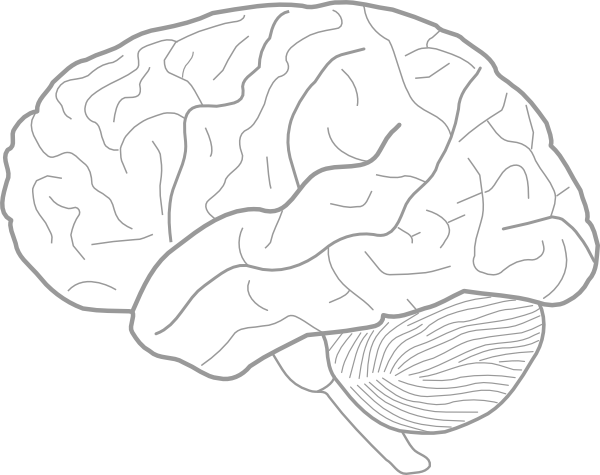 Brain Outline PNG Background Image