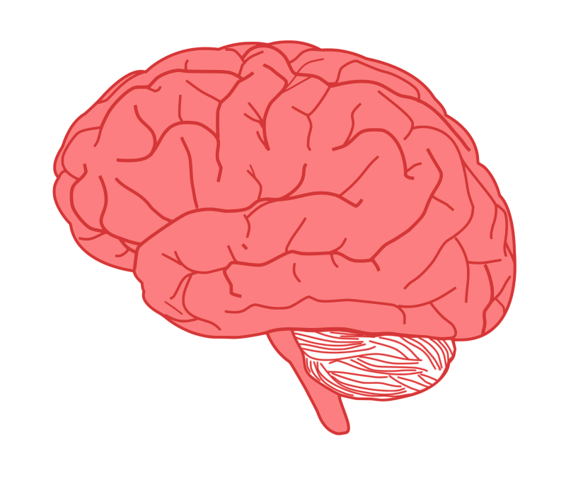 Esboço de cérebro PNG imagem transparente fundo