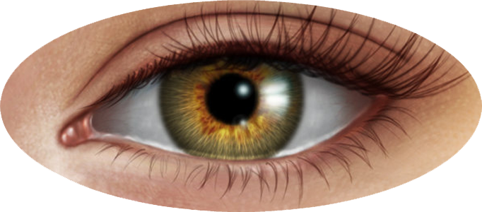Коричневые глаза бесплатно PNG Image