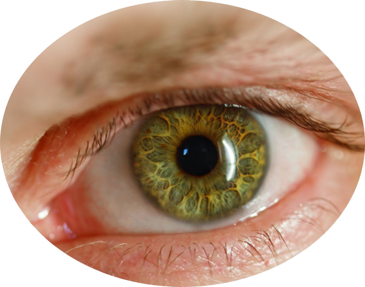 Brown Augen PNG Pic