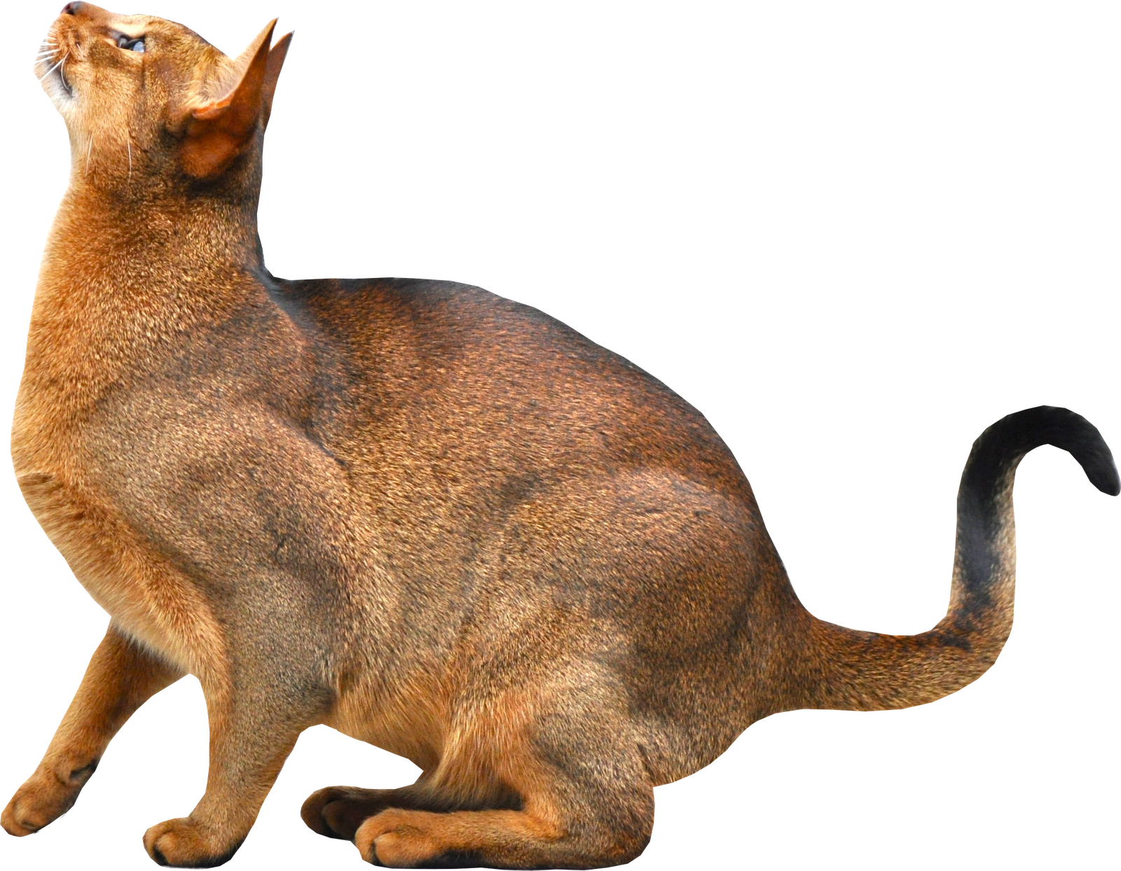 Cat Download Transparante PNG-Afbeelding