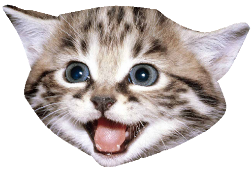 Katze Gesicht Herunterladen PNG-Bild