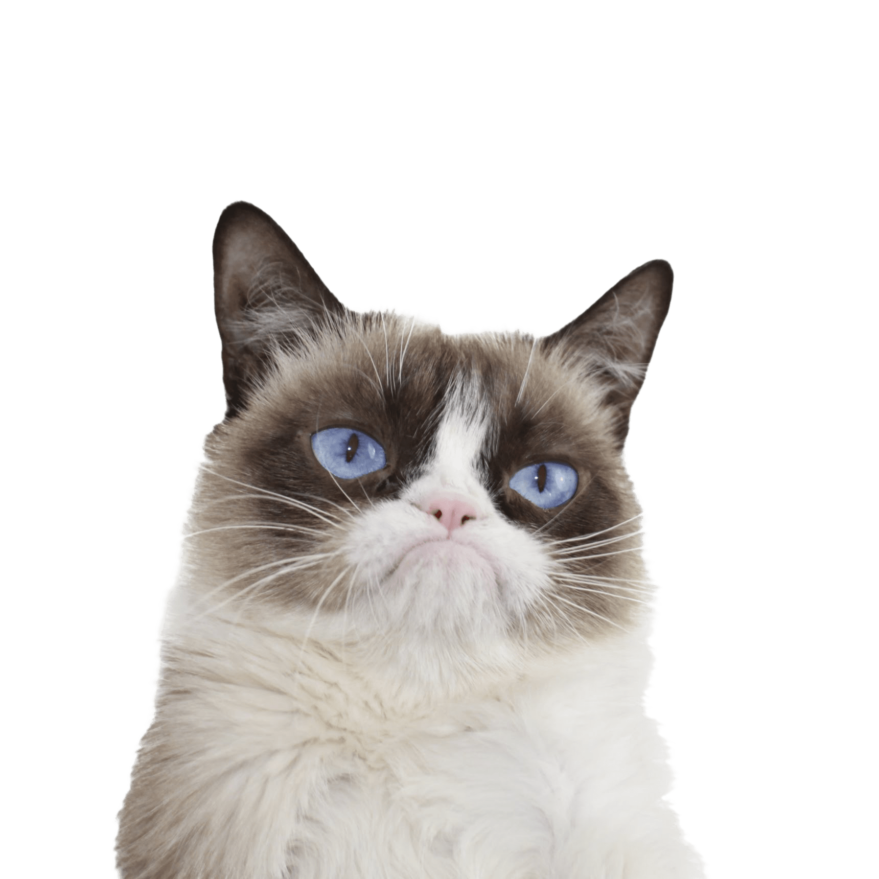 Cat Face PNG Background Image