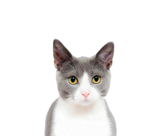Imagens transparentes de rosto de gato
