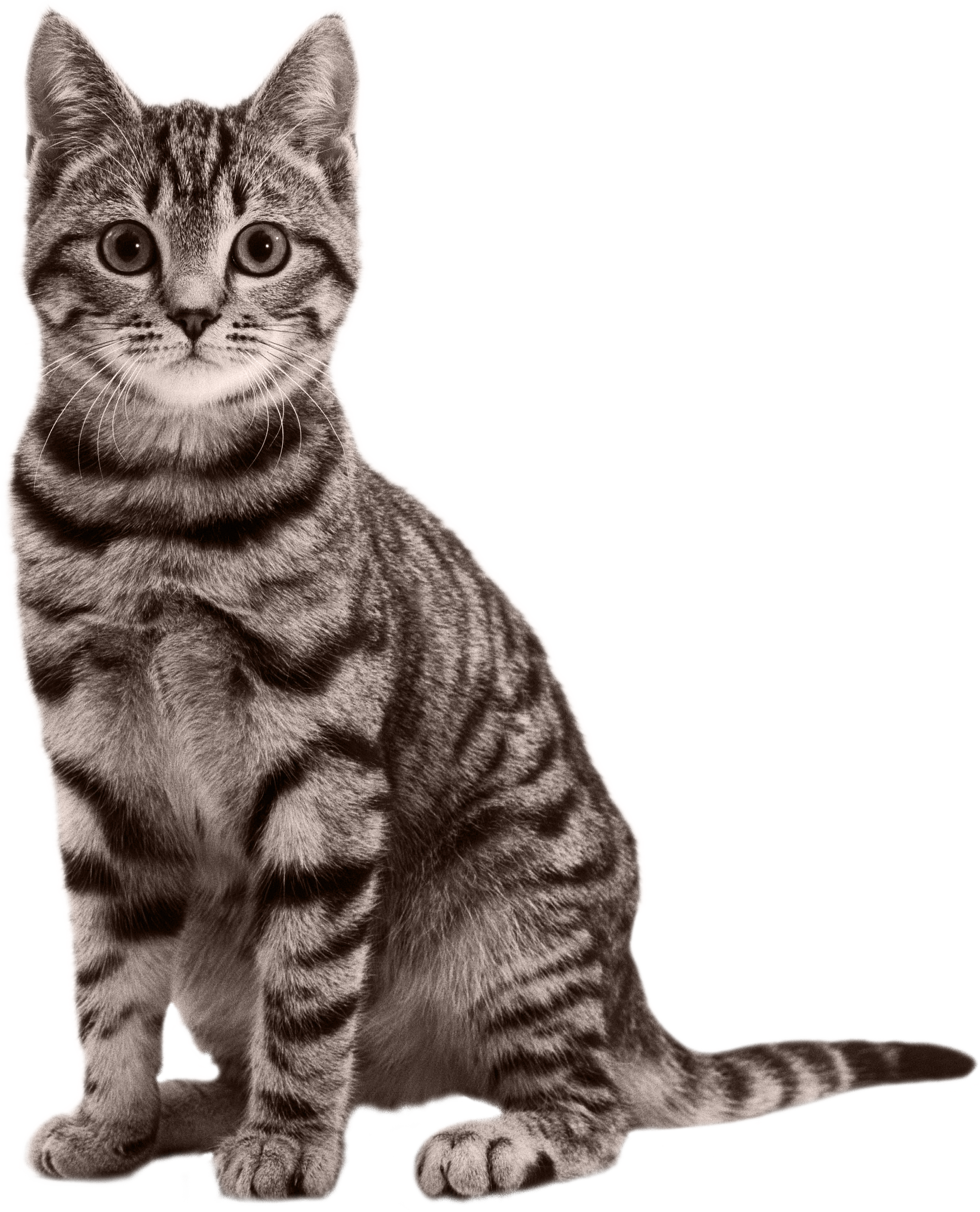 Cat Free PNG-Afbeelding