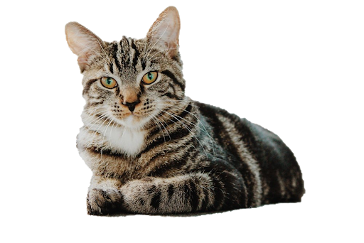 Кошка PNG фоновое изображение