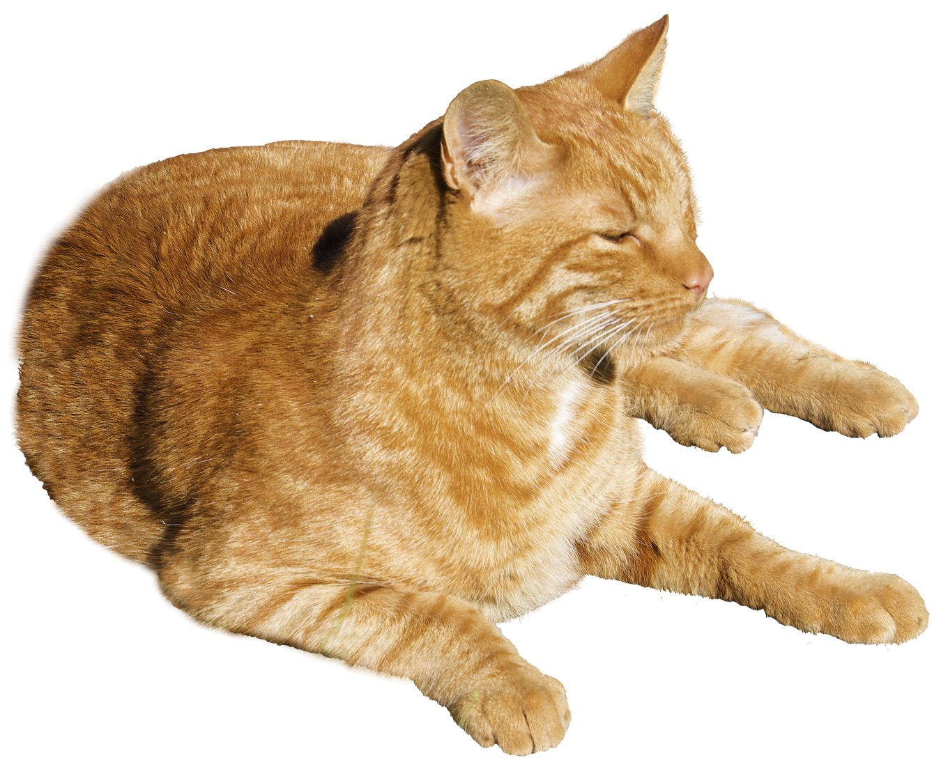 Kucing PNG Gambar latar belakang Transparan