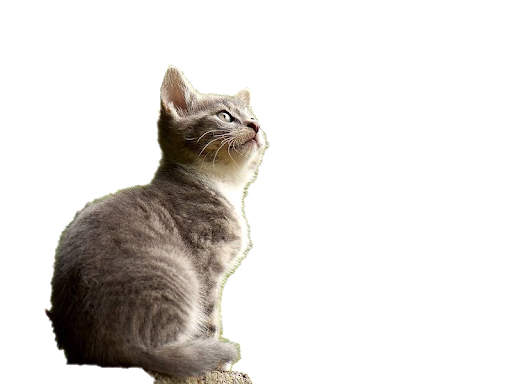 Kucing PNG Gambar Transparan