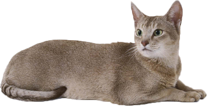 Cat PNG-Afbeelding