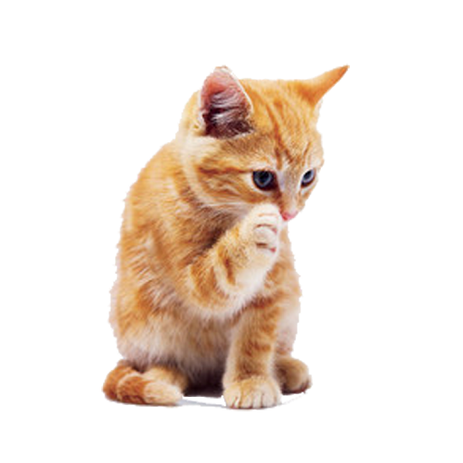 Gato PNG Picture