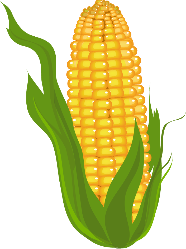 Corn On The Cob Drawing PNG Background Image