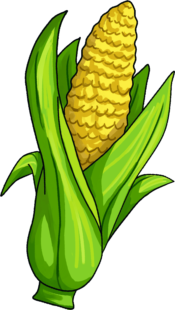 Maïs op de cob tekening PNG Download Afbeelding