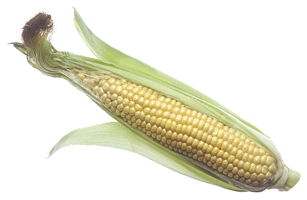 Corn On The Cob Drawing Transparent Background PNG
