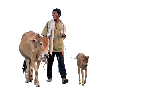 Descarga de vacas imagen PNG