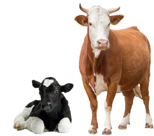 Cow PNG Background Image