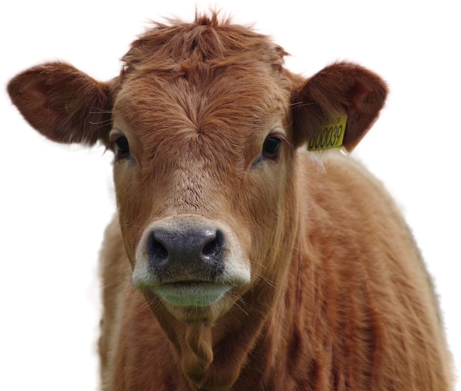 Cow PNG Download Image