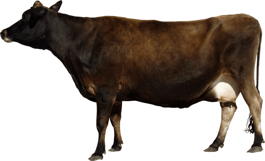 Cow PNG Pic