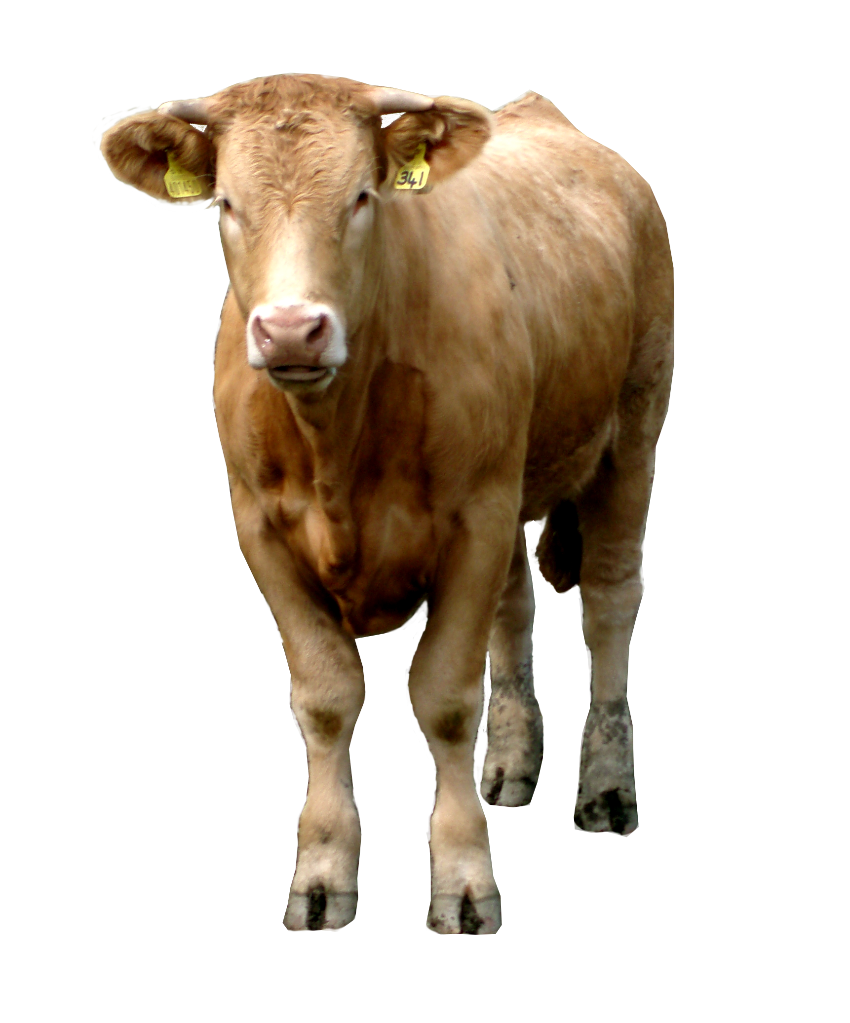 Imagen PNG de vaca