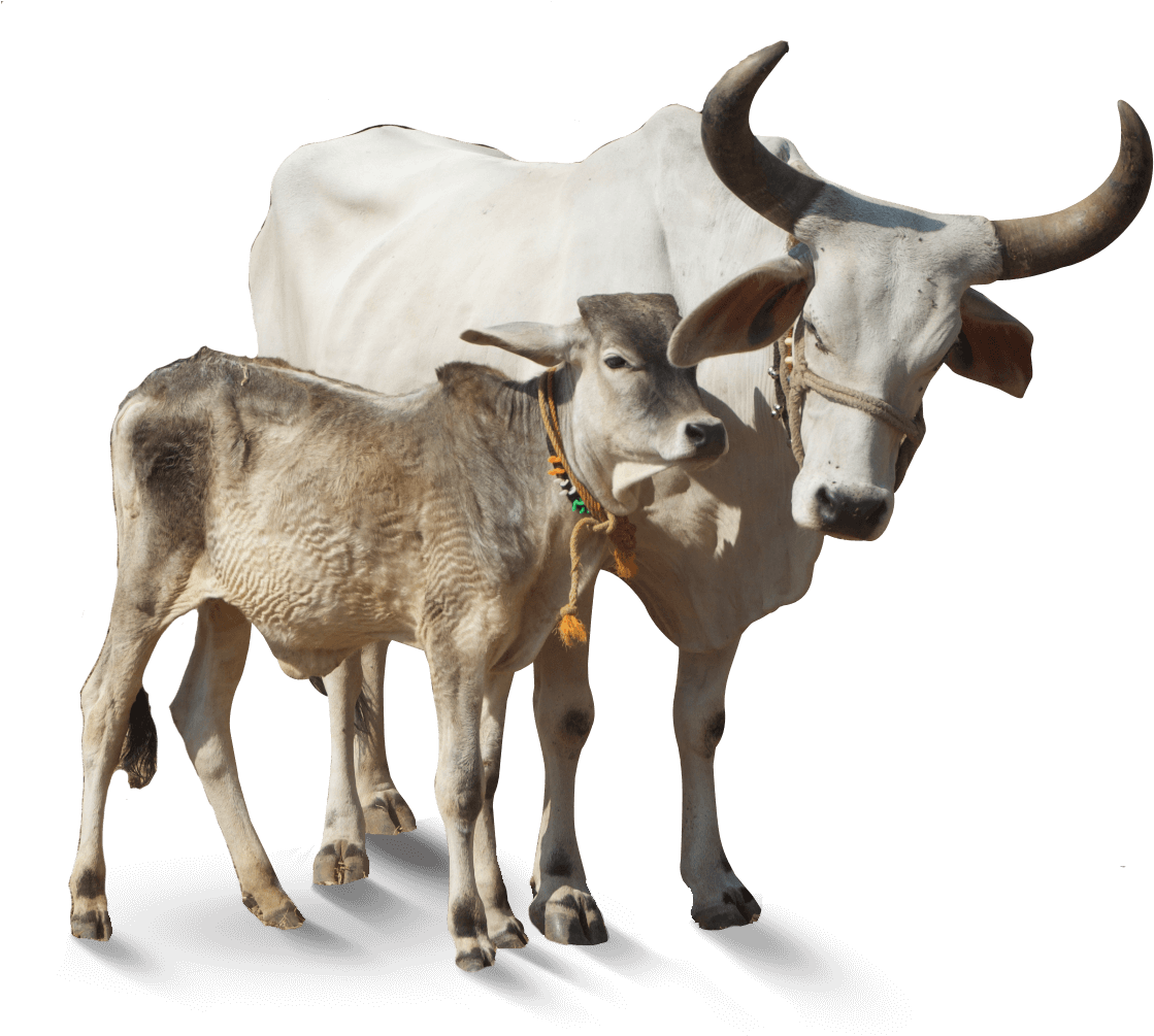 Immagine Trasparente di mucca PNG