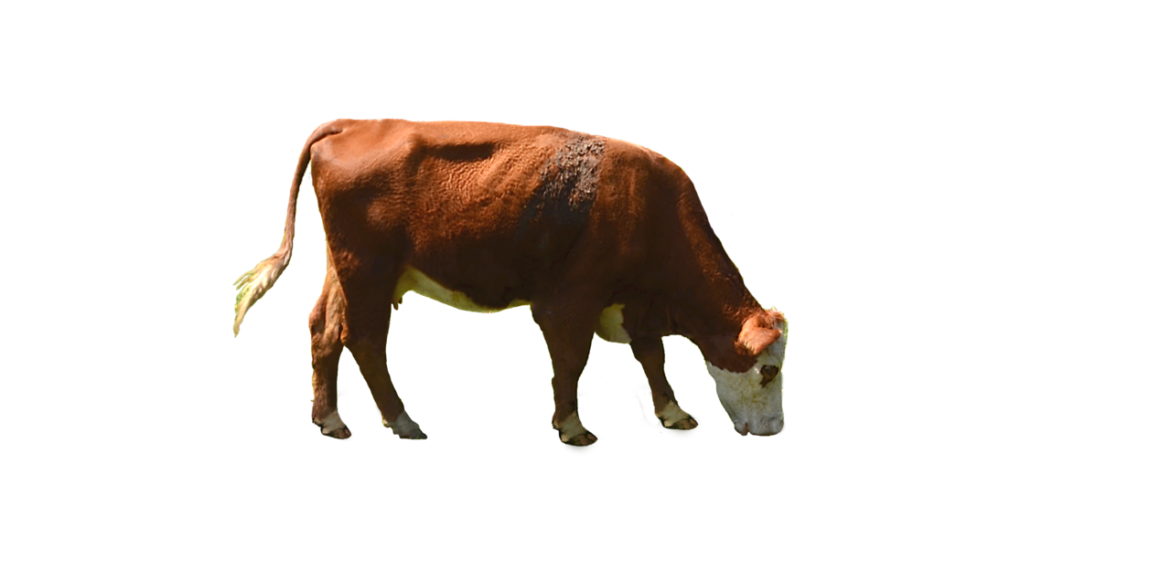 Cow Transparent Background PNG