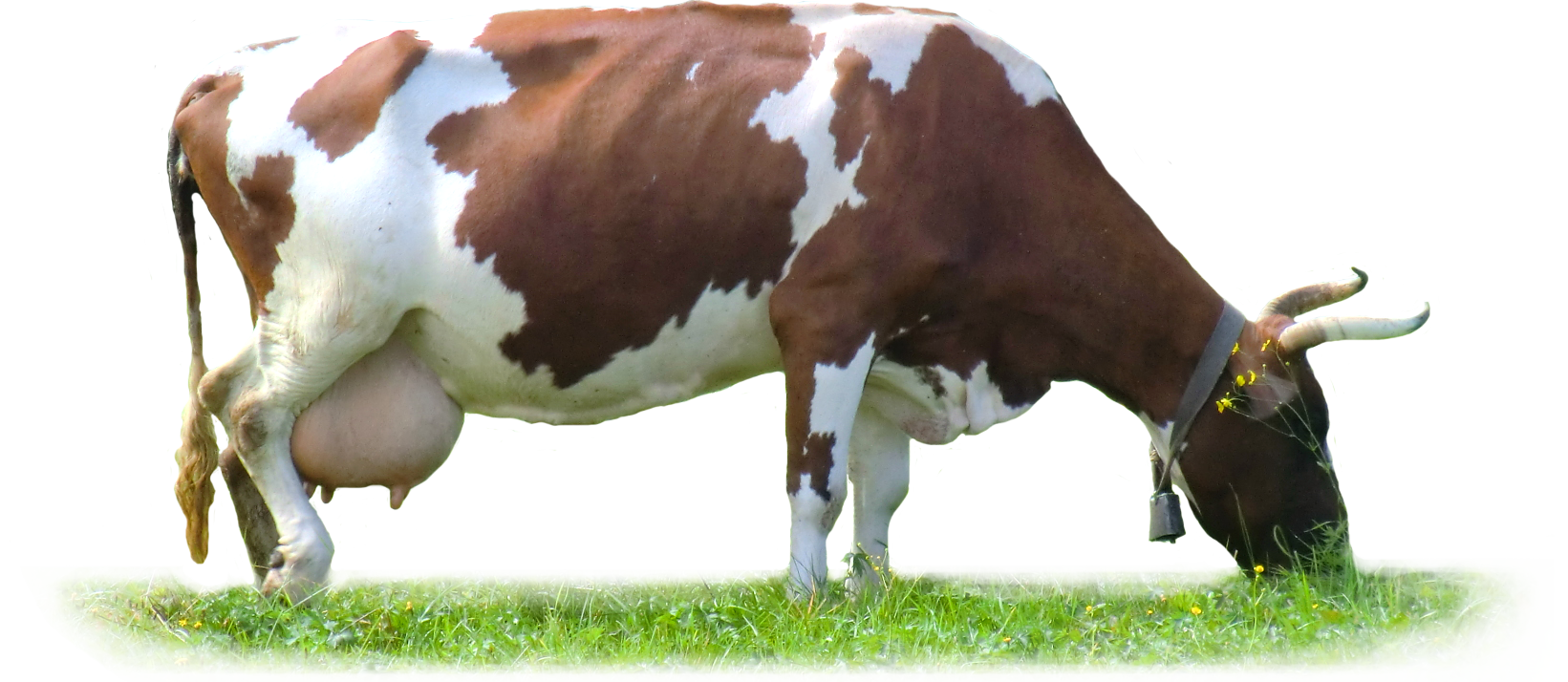 Dairy Cow Descargar imagen PNG