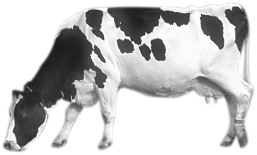Gambar latar belakang sapi perah PNG