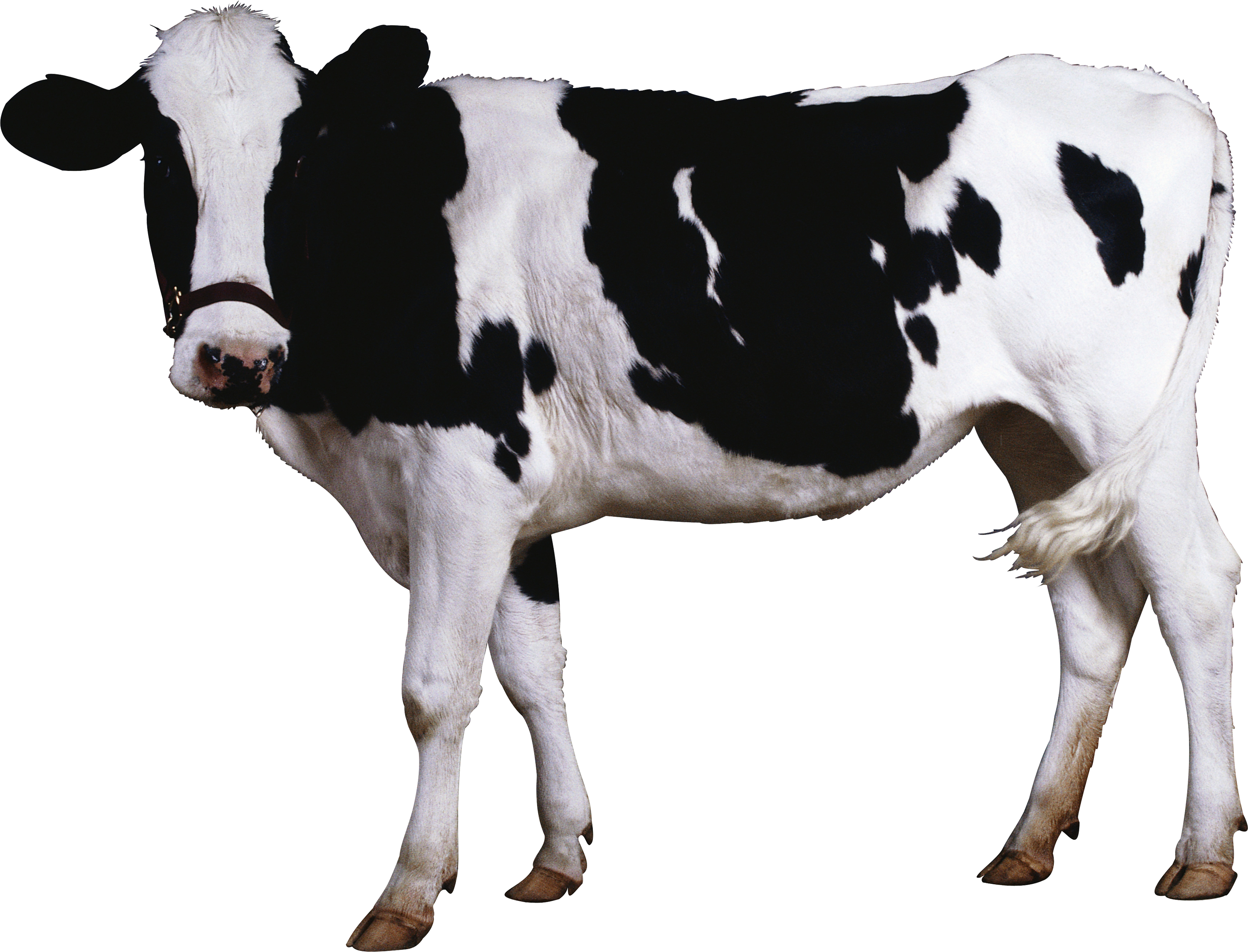 Dairy Cow PNG Unduh Image