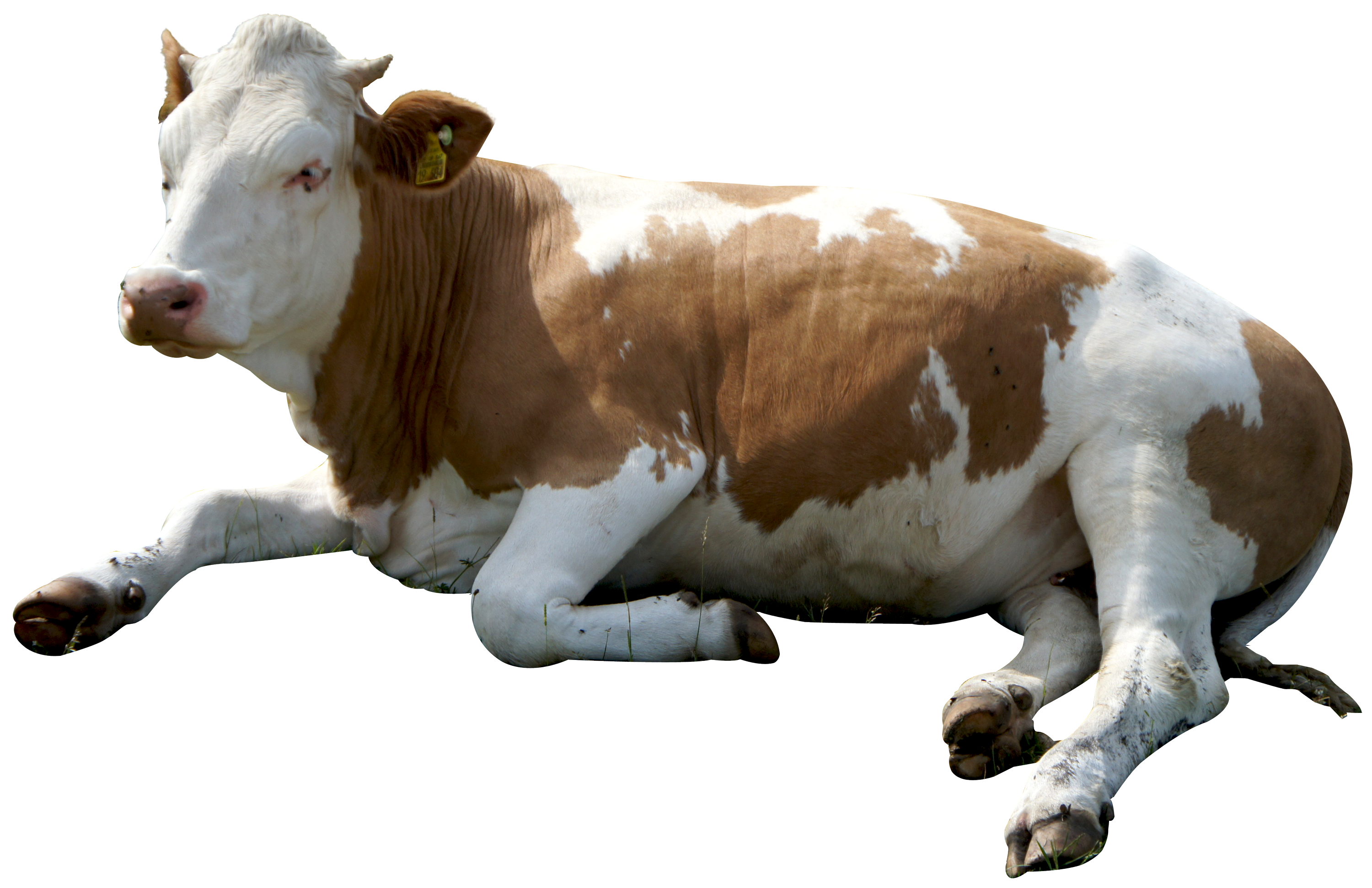 Dairy Cow PNG Free Download