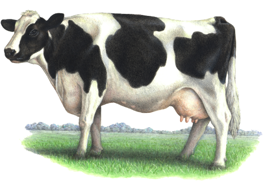 Fondo de imagen de la imagen de la vaca lechera