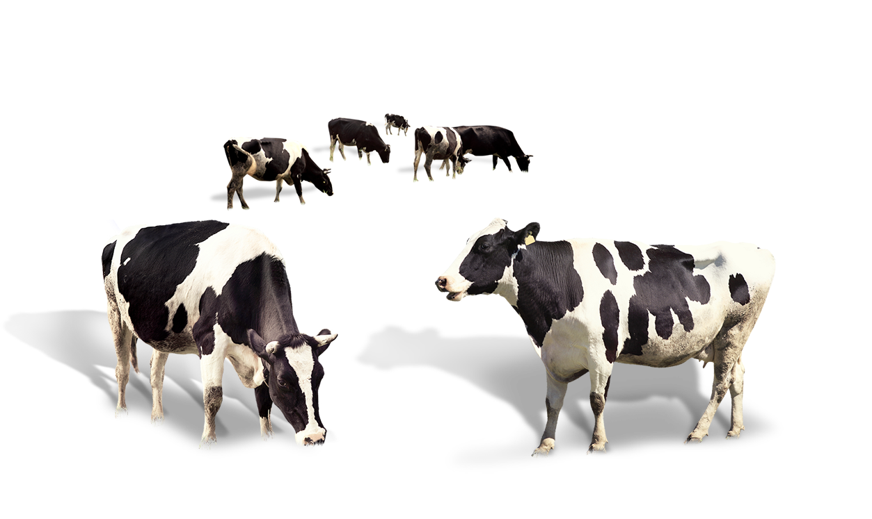 Dairy Immagine di mucca PNG