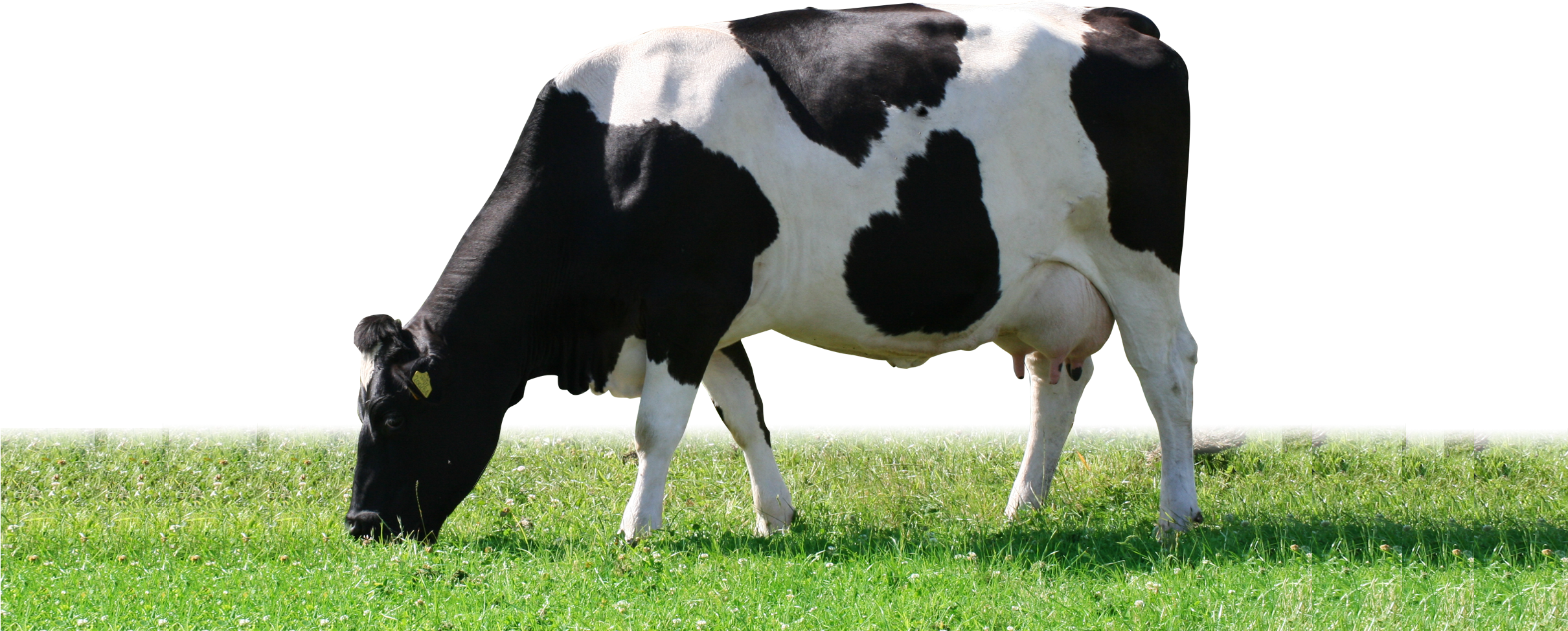 Photo PNG de vache laitière