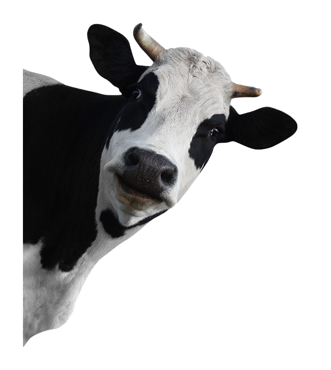 Pic PNG de vache laitière