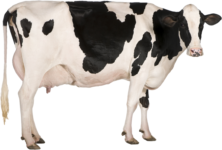 Imagen Transparente de la vaca lechera PNG