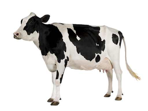 Vaca lechera Transparente