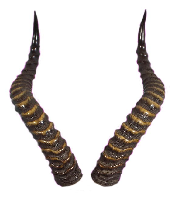Demon Horns Transparent Images