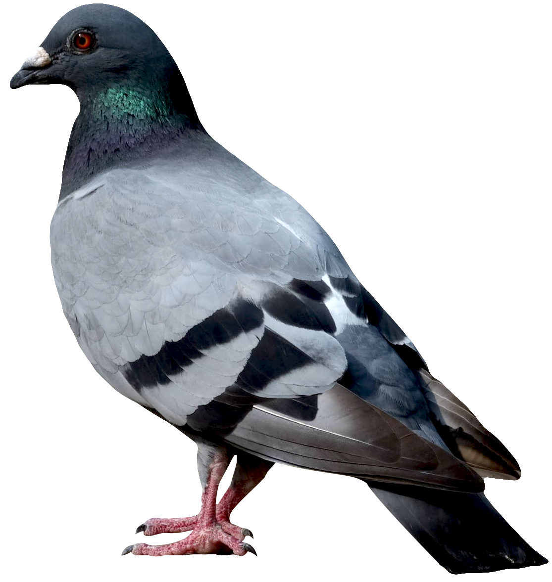 Dove Download PNG Image
