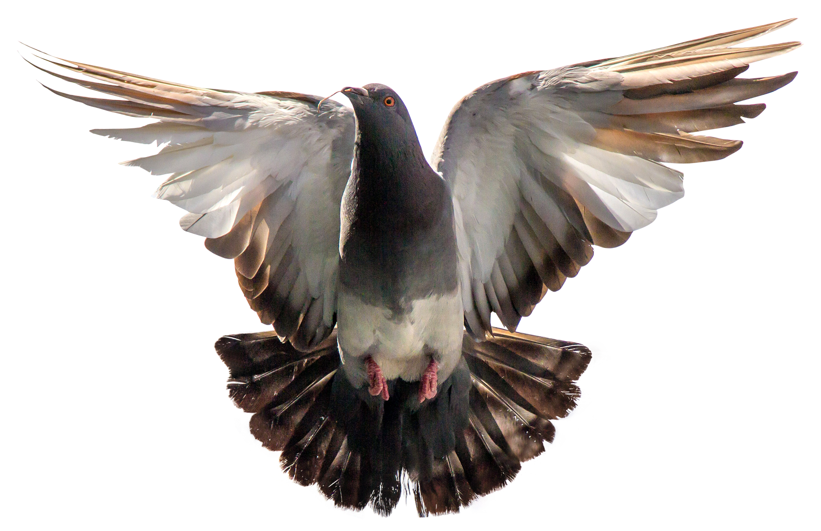 Dove скачать прозрачное изображение PNG