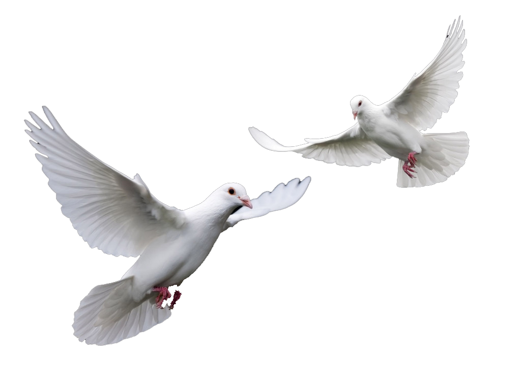 Dove PNG Фоновое изображение