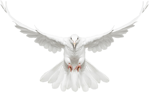 Dove PNG Download Image