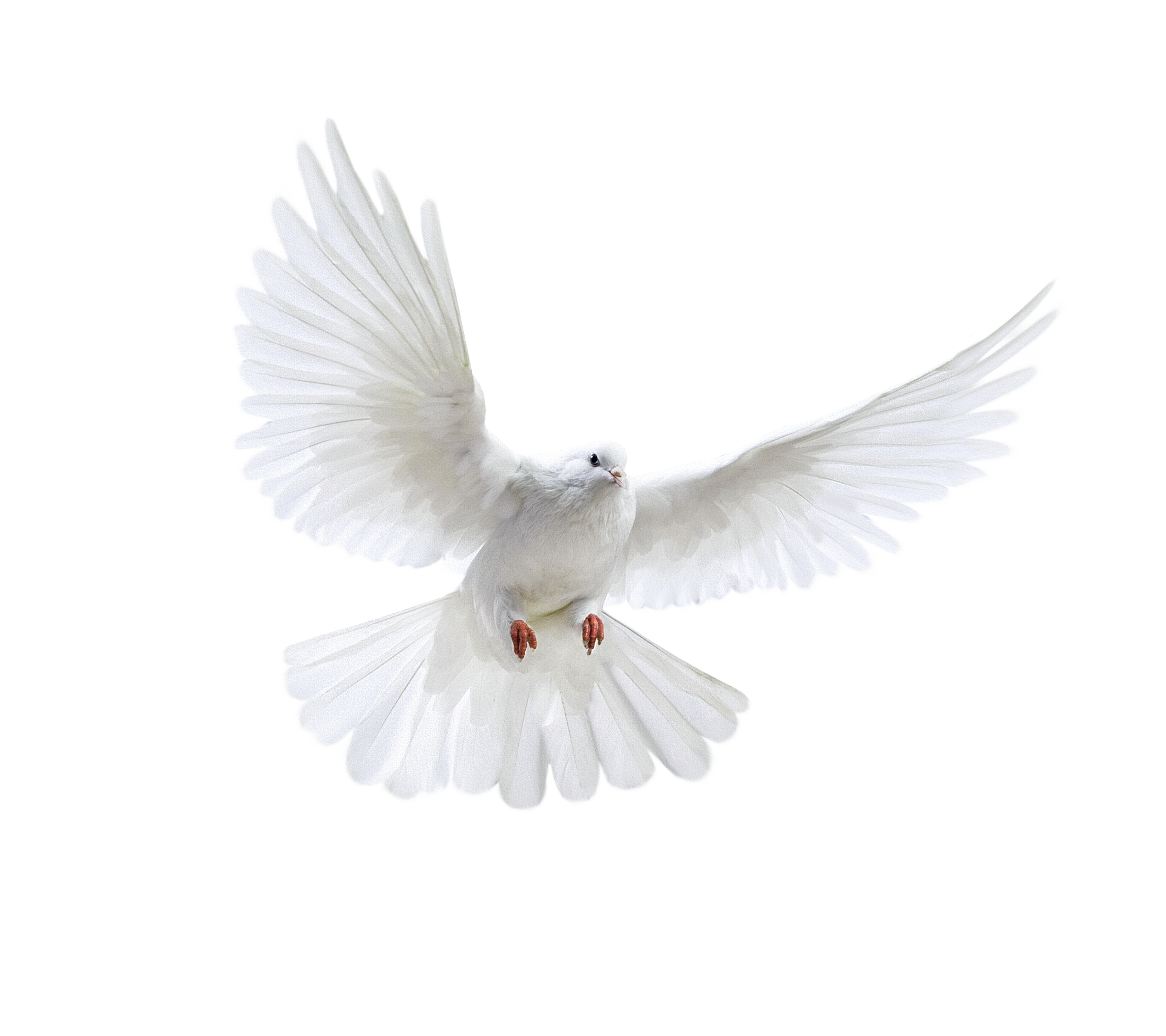 Dove PNG Free Download