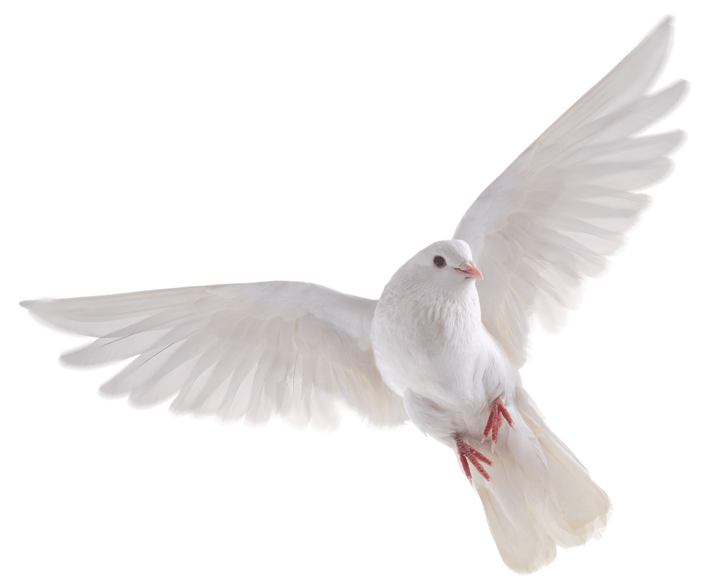 Dove PNG High-Quality Image