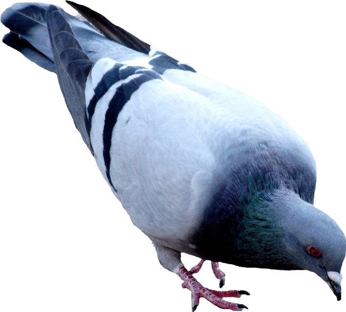 Image Transparente de colombe PNG