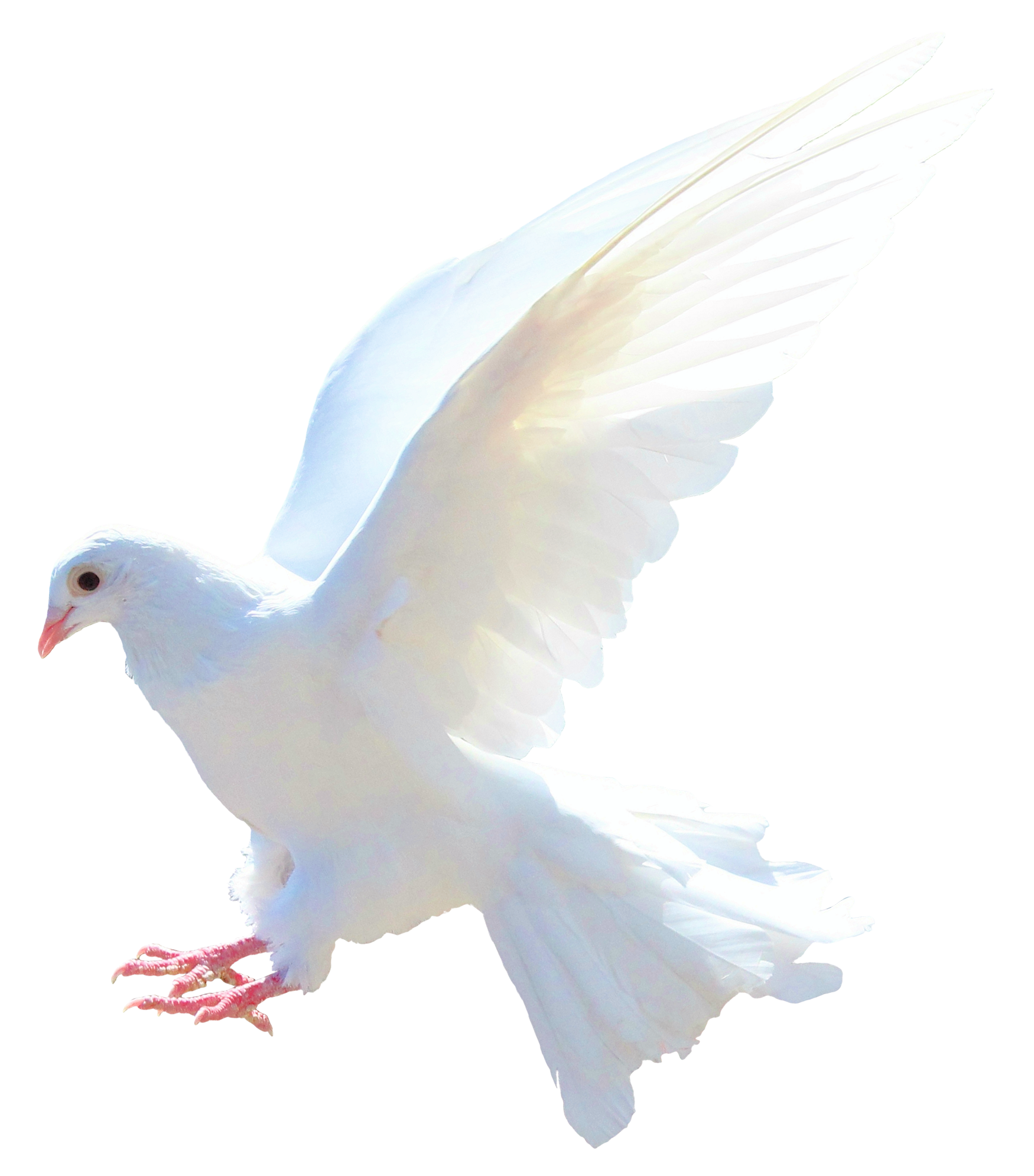 Image Transparente de colombe